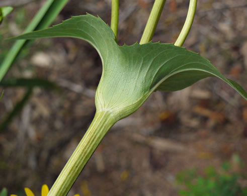image of Silphium perfoliatum, Common Cup-plant, Indian Cup