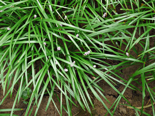 image of Liriope graminifolia, Grassleaf Lily-turf, Liriope