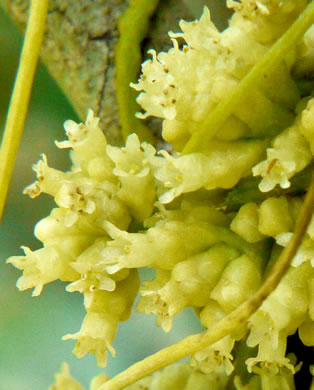 image of Cuscuta compacta, Compact Dodder