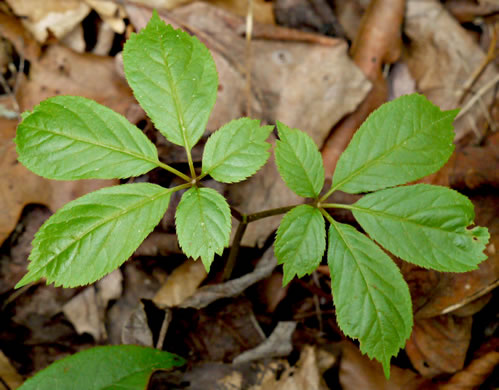 American Ginseng