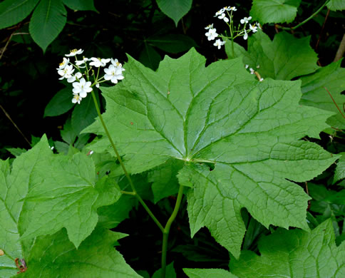 image of Diphylleia cymosa, Umbrella-leaf, Pixie-parasol