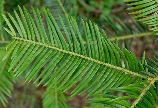 image of Torreya taxifolia, Florida Torreya, Stinking-cedar