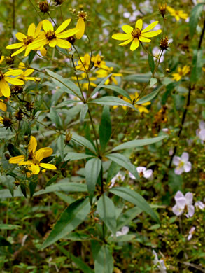 Coreopsis major var. rigida, Whorled Coreopsis, Stiffleaf Coreopsis, Greater Tickseed, Whorled Tickseed