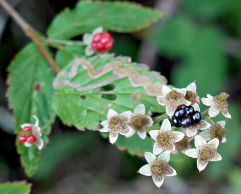 image of Rubus canadensis, Smooth Blackberry, Thornless Blackberry