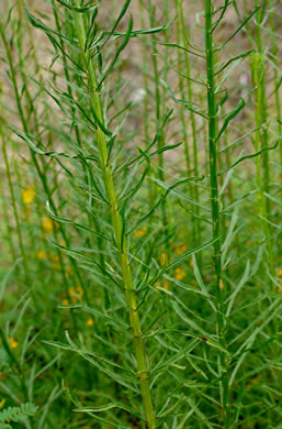image of Erigeron pusillus, Southern Horseweed