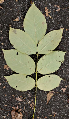 image of Fraxinus biltmoreana, Biltmore Ash, Biltmore White Ash