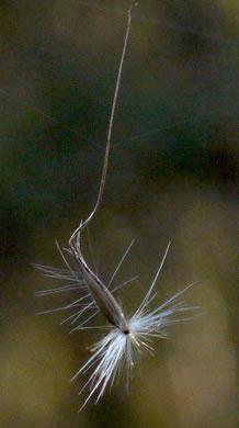Erianthus contortus, Bent-awn Plumegrass