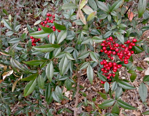 image of Nandina domestica, Nandina, Heavenly-bamboo, Sacred-bamboo