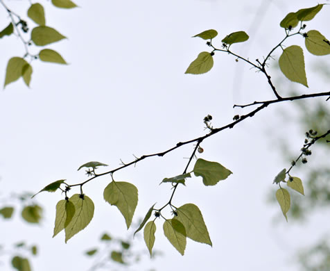 image of Celtis smallii, Small's Hackberry