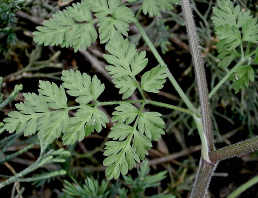image of Chaerophyllum tainturieri, Southern Chervil, Wild Chervil, Hairyfruit Chervil