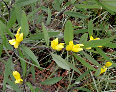 image of Baptisia lanceolata var. lanceolata, Gopherweed, Lanceleaf Wild Indigo