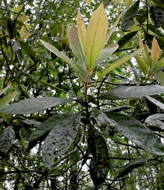 image of Tamala palustris, Swamp Redbay, Swamp Bay