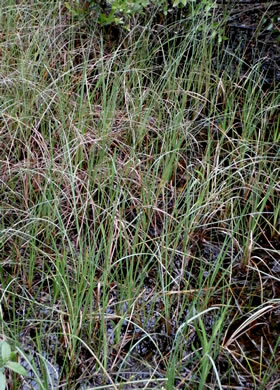 image of Carex striata var. striata, Walter’s Sedge, Pocosin Sedge