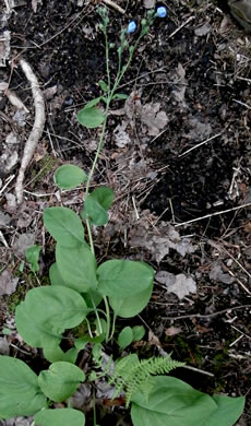 image of Mertensia virginica, Virginia Bluebells, Virginia Cowslip