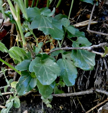 image of Barbarea vulgaris, Yellow Rocket-cress, Common Winter-cress, Yellow Rocket, Creasy