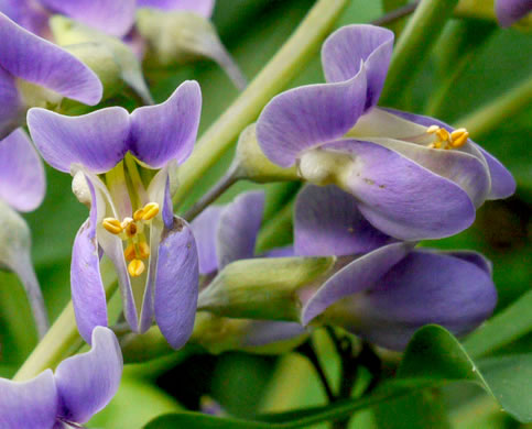 image of Baptisia australis, Tall Blue Wild Indigo, Streamside Blue Indigo, Tall Blue Baptisia