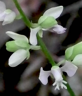 image of Polygala polygama, Racemed Milkwort, Bitter Milkwort, Purple Milkwort