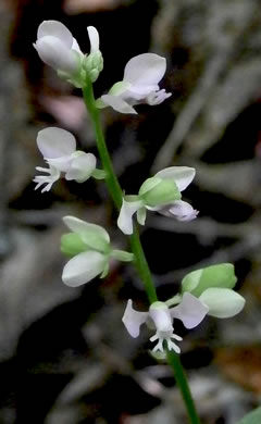 image of Polygala polygama, Racemed Milkwort, Bitter Milkwort, Purple Milkwort