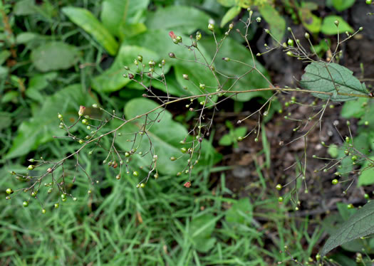 image of Scrophularia marilandica, Eastern Figwort, Carpenter's Square, Late Figwort