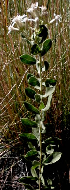 image of Sericocarpus tortifolius, Twisted-leaf Whitetop Aster, Dixie Whitetop Aster