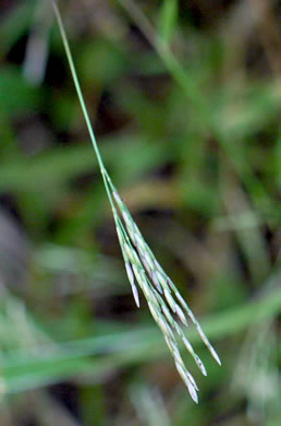 image of Arthraxon hispidus var. hispidus, Hairy Jointgrass, Small Carpgrass, Joint-head Grass, Basket Grass