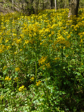 image of Packera glabella, Butterweed, Smooth Ragwort, Smooth Groundsel, Yellowtop