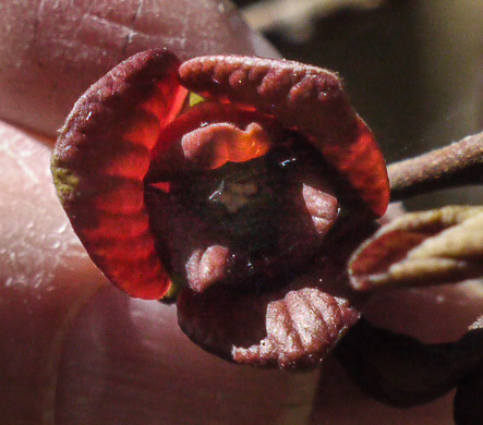 image of -, Hybrid Pawpaw