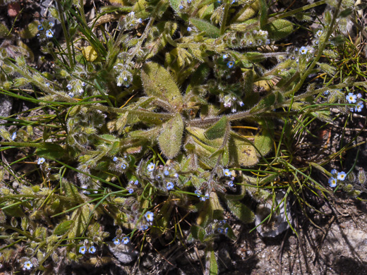 image of Myosotis stricta, Blue Scorpion-grass