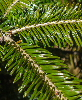 image of Abies fraseri, Fraser Fir, She Balsam, Southern Balsam