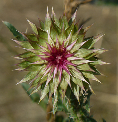 image of Carduus nutans, Nodding Thistle, Musk Thistle