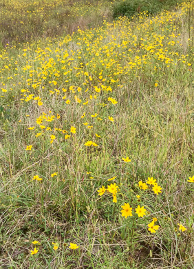 image of Bidens polylepis, Ditch Daisy, Bearded Beggarticks, Midwestern Tickseed-sunflower, Tickseed Sunflower