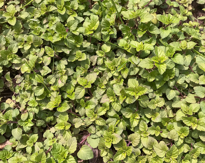 image of Clinopodium gracile, Slender Wild Basil, Slender Calamint