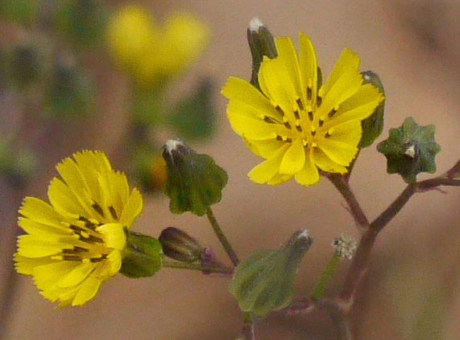 Youngia japonica, Asiatic Hawksbeard, Youngia, Japanese Crepis, Oriental False Hawksbeard