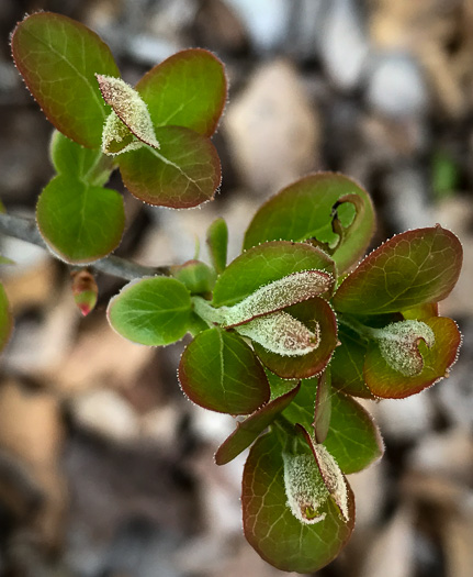 image of Vaccinium arboreum, Sparkleberry, Farkleberry