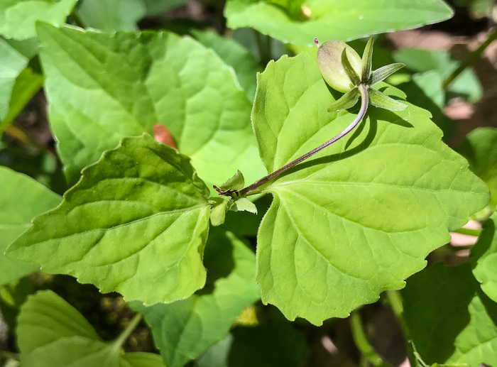 image of Viola pubescens, Downy Yellow Violet, Hairy Yellow Forest Violet