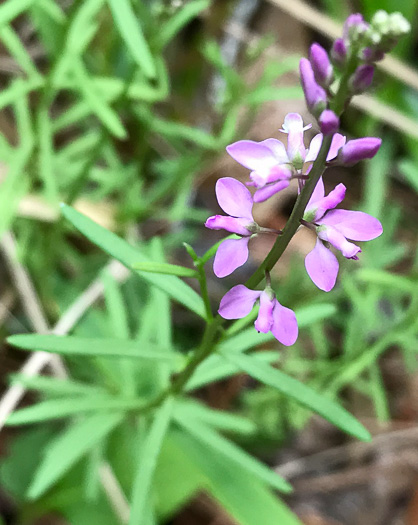 image of Polygala polygama, Racemed Milkwort, Bitter Milkwort, Purple Milkwort