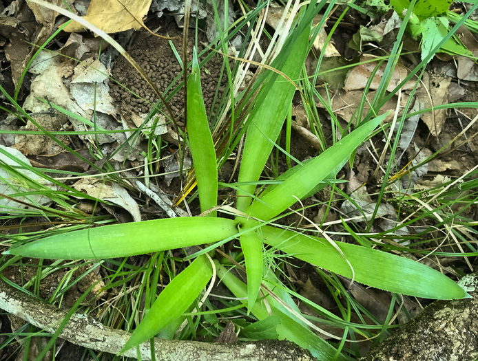 image of Agave virginica, Eastern Agave, Eastern False-aloe, Rattlesnake-master, American Aloe