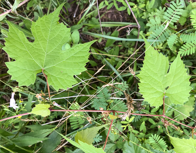image of Vitis baileyana, Possum Grape