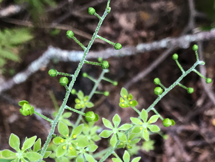 image of Melanthium parviflorum, Mountain Bunchflower, Small-flowered Hellebore, Small False Hellebore, Appalachian Bunchflower