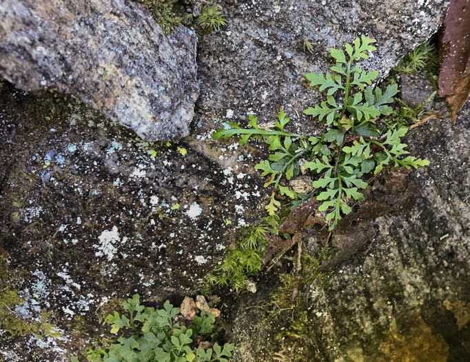 image of Asplenium montanum, Mountain Spleenwort