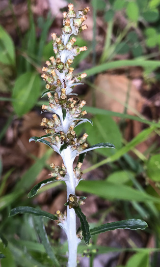 image of Gamochaeta purpurea, Spoonleaf Purple Everlasting, Purple Cudweed, Spoonleaf Cudweed