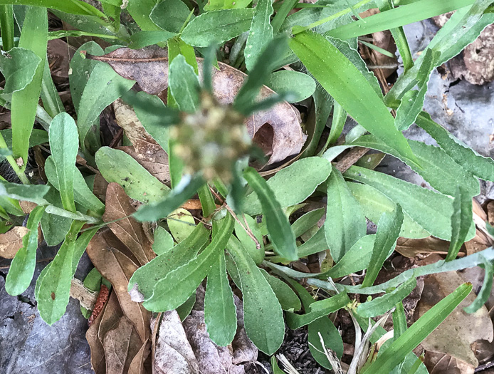 image of Gamochaeta purpurea, Spoonleaf Purple Everlasting, Purple Cudweed, Spoonleaf Cudweed