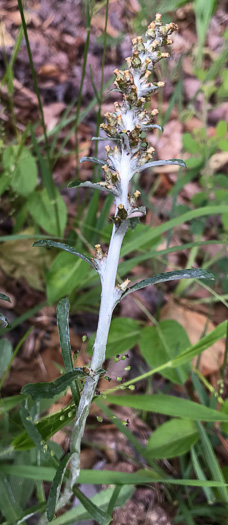 image of Gamochaeta purpurea, Spoonleaf Purple Everlasting, Purple Cudweed, Spoonleaf Cudweed