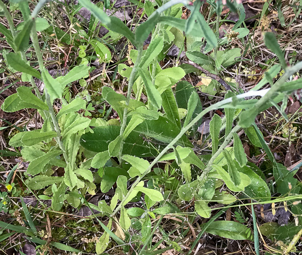 image of Gamochaeta purpurea, Spoonleaf Purple Everlasting, Purple Cudweed, Spoonleaf Cudweed