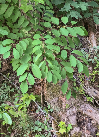 image of Toxicodendron vernix, Poison Sumac, Thunderwood