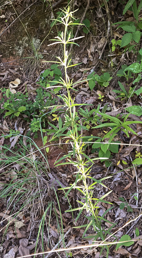image of Eupatorium hyssopifolium, Hyssopleaf Boneset, Hyssopleaf Thoroughwort, Hyssopleaf Eupatorium