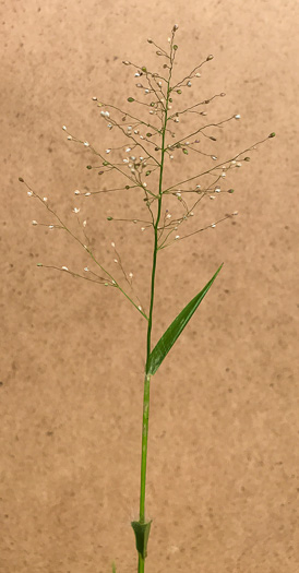 image of Dichanthelium sphaerocarpon, Round-fruited Witchgrass, Roundseed Witchgrass