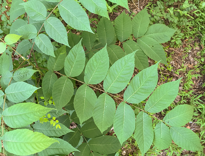 image of Juglans cinerea, Butternut, White Walnut