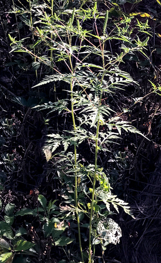 image of Ambrosia artemisiifolia, Annual Ragweed, Common Ragweed, Hogweed