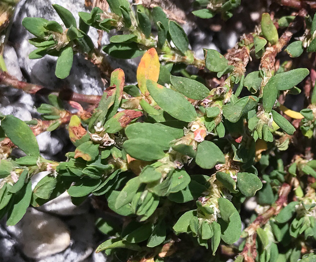 image of Polygonum aviculare ssp. aviculare, Prostrate Knotweed